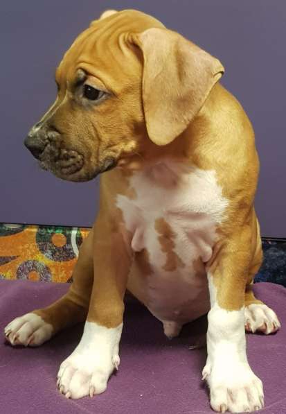 Стаффордширский терьер МАЛЬЧИК в Москве фото 12