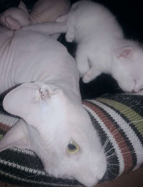 Котёнок донской сфинкс. браш, белый в Прокопьевске фото 5