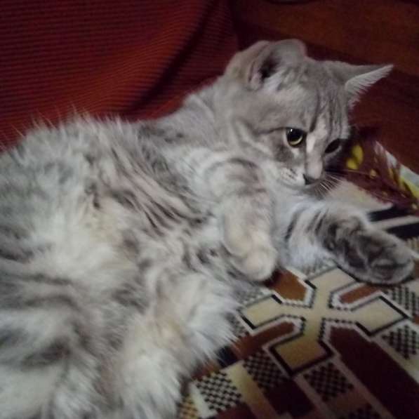 Котята в Волгограде фото 3