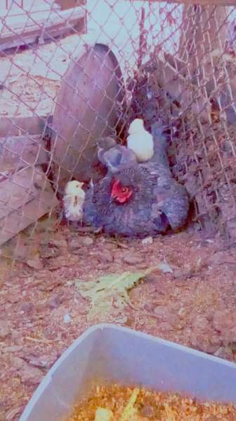 Домашняя курица с цыплятами в фото 3