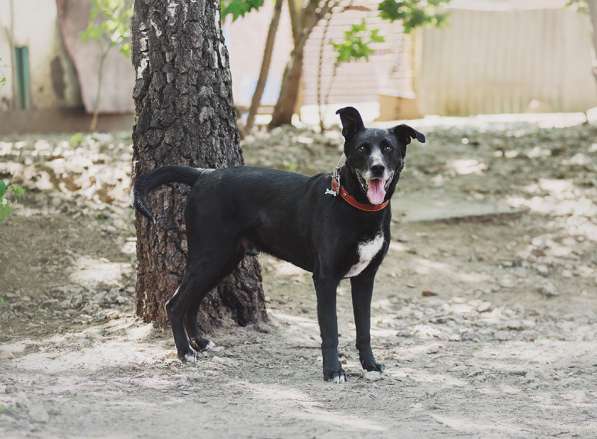 Статный красавец Виконт ищет семью в Москве фото 47