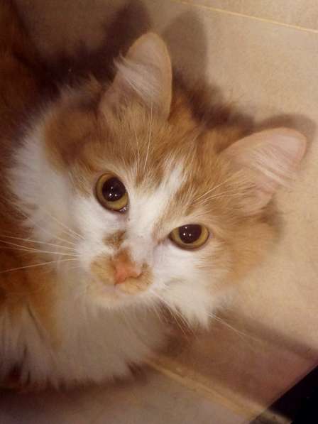 Солнечная кошка Милочка в Москве фото 13