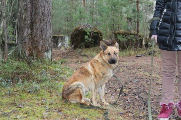 Умнейший пёс с тигриными полосками ищет дом в Санкт-Петербурге фото 6