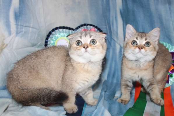 Шотландские котята шоколад и золото, молодые племенные кошки в Симферополе фото 5