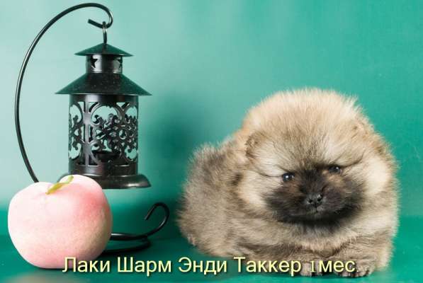 Породные щенки померанского шпица от питомника Лаки Шарм в Москве фото 17