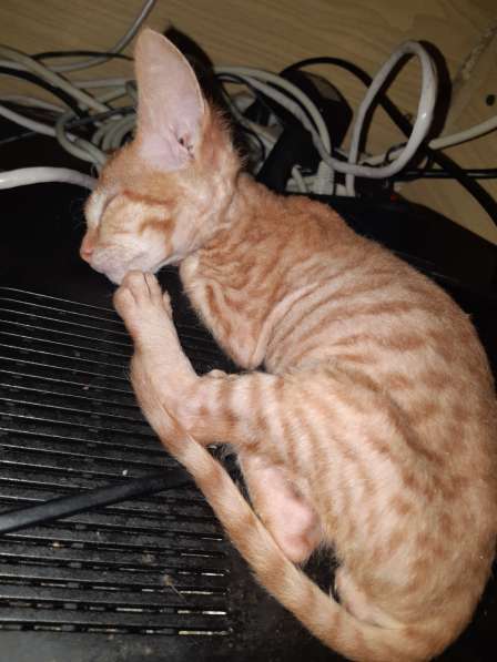 Сфинкс в Москве фото 3