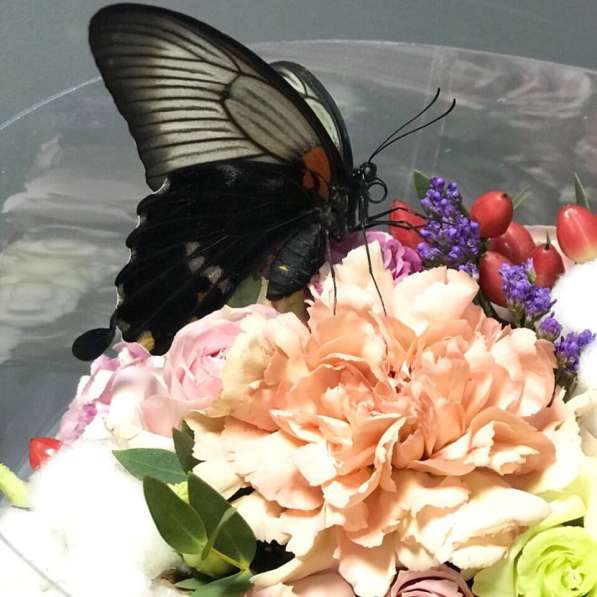 Салют из живых тропических бабочек в Ялте фото 4