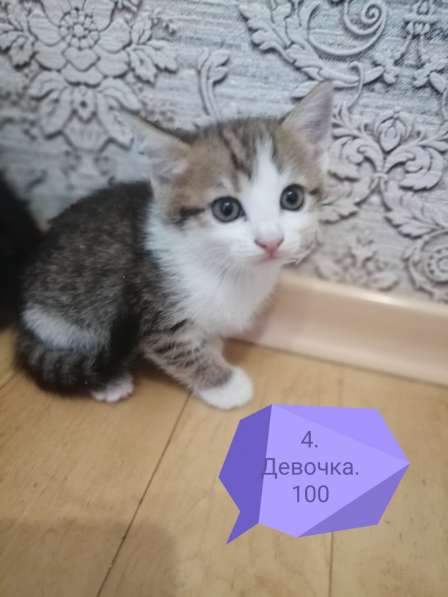 Котята в Новосибирске