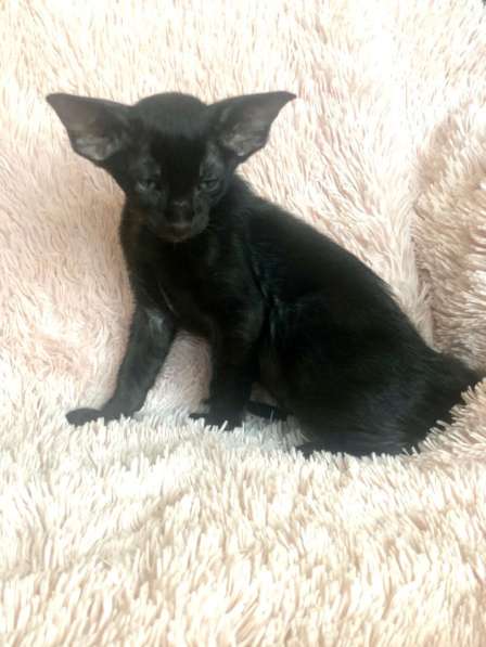 Черные эльфы в Москве фото 5