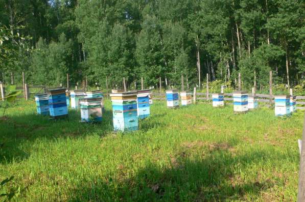 Продажа пчёл в Кемерове