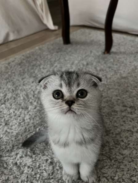 Scottish Fold. 2 месяца. Стамбул в фото 6