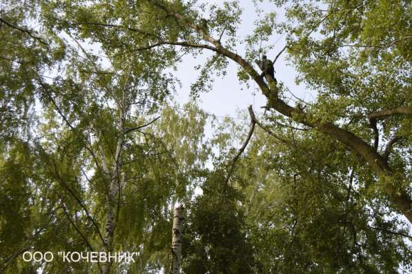 удаление опасных аварийных деревьев -кронирование в Москве фото 18