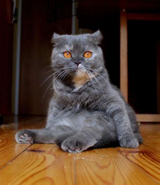 Британочка Оливия, янтарные глазки. Кошка в дар в Калуге фото 12