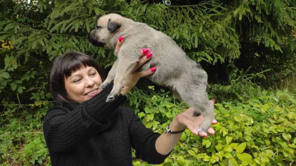 Малюсенькие щеночки в ответственные руки в Санкт-Петербурге фото 6