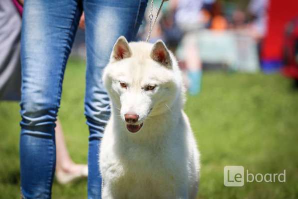PUPPIES SIBERIAN HUSKY в фото 9