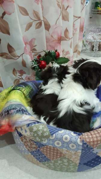 Биверята в Домодедове фото 4