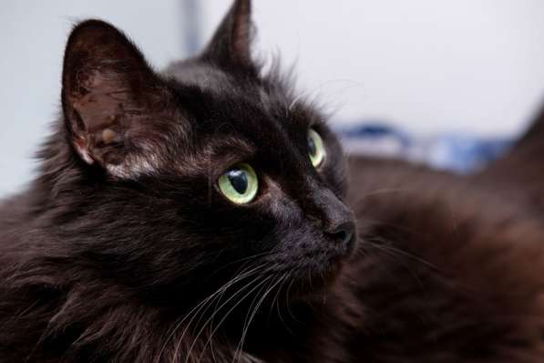 Красавица Тучка ищет заботливую семью