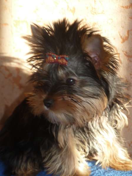 Элитные собачки в Балаково фото 15