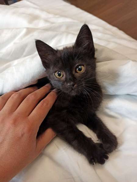 Черненькое солнышко домашний котенок Черничка в добрые руки в Москве фото 5