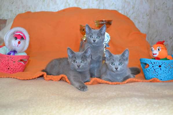 Русские голубые котята в Санкт-Петербурге