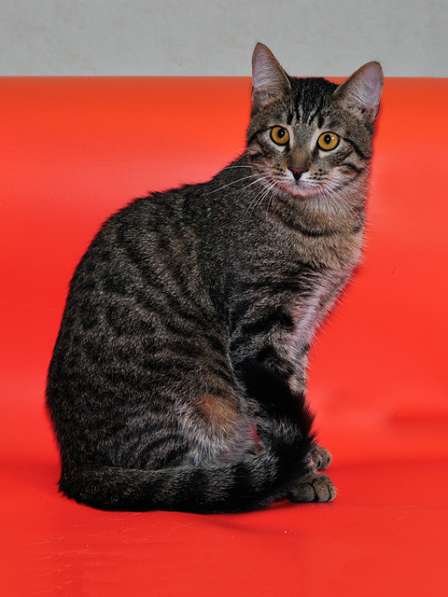Господин Суперпозитив Кевин,молодой домашний полосатый котик в Москве фото 6
