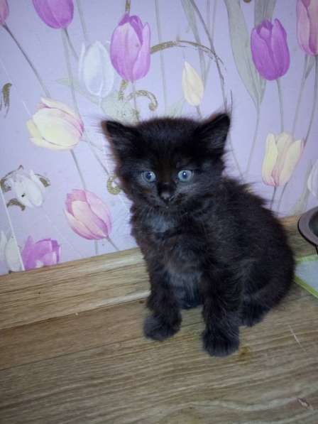 Котята даром в Тюмени фото 11