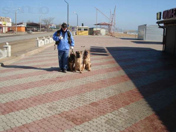 Дрессировка собак в Феодосии