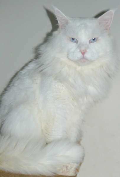 Белый голубоглазый кот мейн кун ждет кошечек