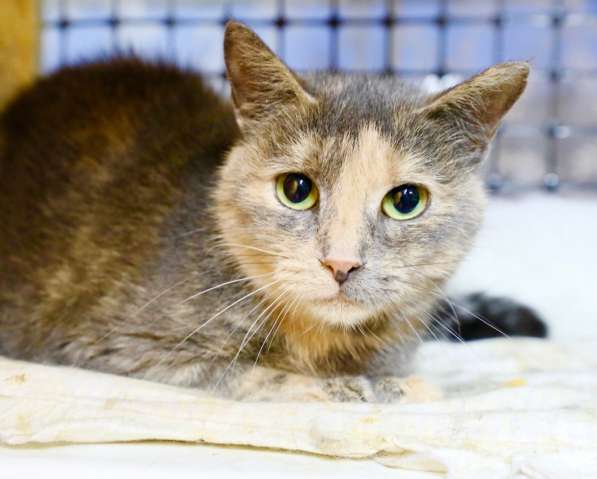 Некрасивая кошка Дуня ищет дом в Москве фото 6
