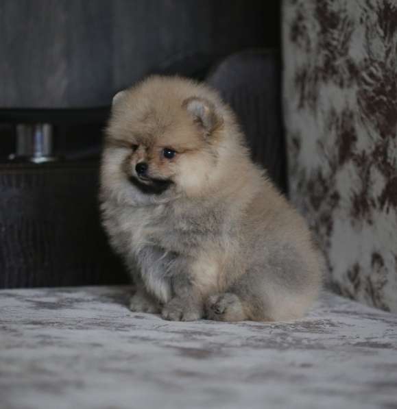 Щенки померанского шпица в Ярославле фото 8