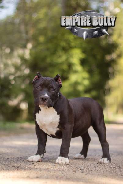 Американский булли. Щенки в фото 16