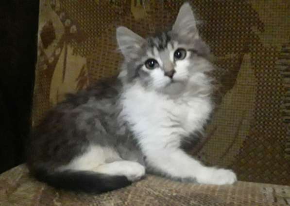 Кошка в добрые руки в Калуге фото 38