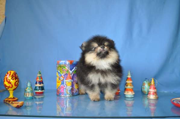 Сен Лоран С Рублевки в Москве фото 12