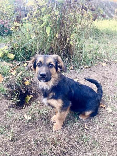 Коротколапые щенки в добрые руки в Москве фото 11