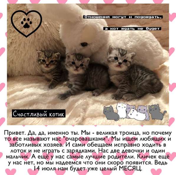 Шотландские котята в Астрахани фото 5