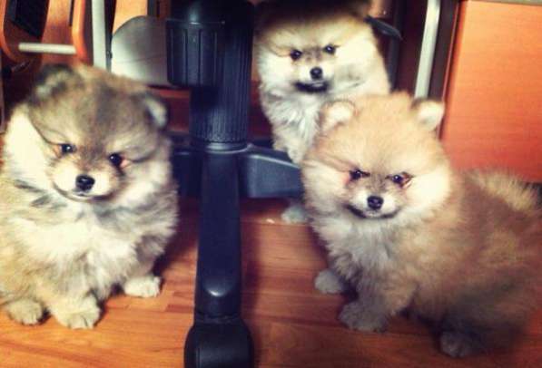 Щенок шпица персиковая девочка в Санкт-Петербурге