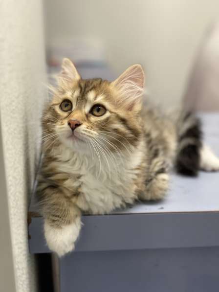 Siberian cat for sale