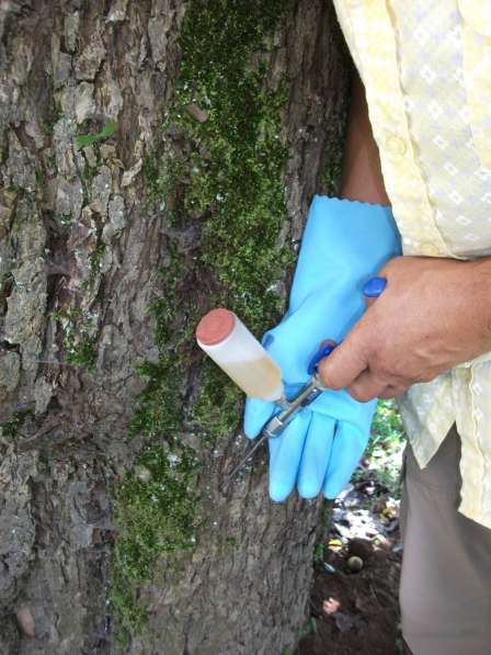 Инъекции Пальмам - уколы против насекомых и болезней в Сочи фото 8