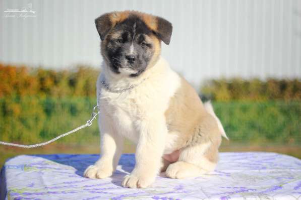 Акита в Ростове-на-Дону фото 110