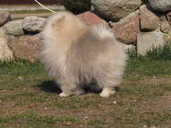 Померанский шпиц.3,5 меяца в фото 3