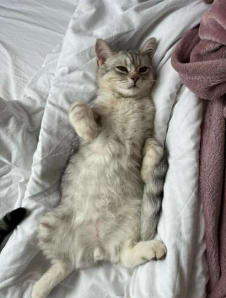 Британские котята в фото 5