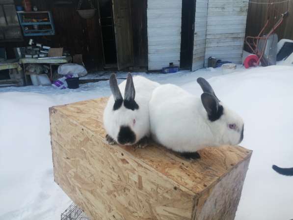 Продам кроликов калифорния 350 руб/месяц жизни в Москве фото 3