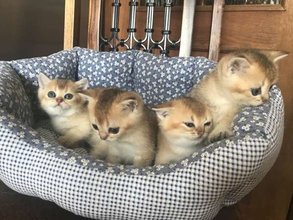 Золотые британские котики в Москве