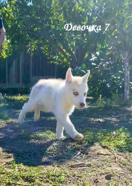 Щенки сибирский хаски в Ростове-на-Дону фото 17