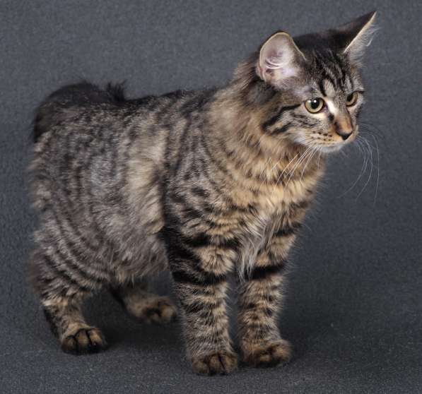 Котята курильского бобтейла в Пензе фото 7