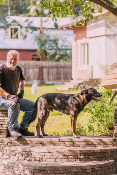Молодой, перспективный пёс Росс ищет достойную семью в Москве фото 4