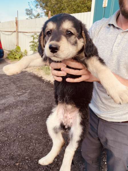 Щеночки помесь бурят-монгольского волкодава в добрые руки