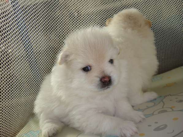 Лисята в Ростове-на-Дону фото 33