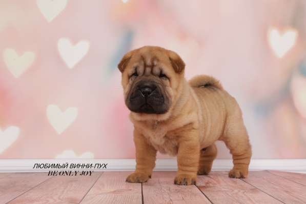 Щенки шар пея в Краснодаре фото 21