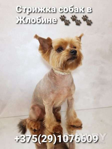 Стрижка собак в 